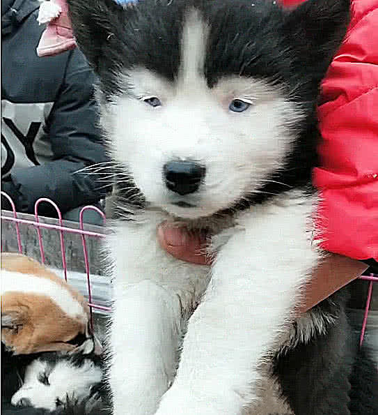 哈士奇卖不出去，起初以为品种不纯，结果抬头一看笑出鼻涕泡！