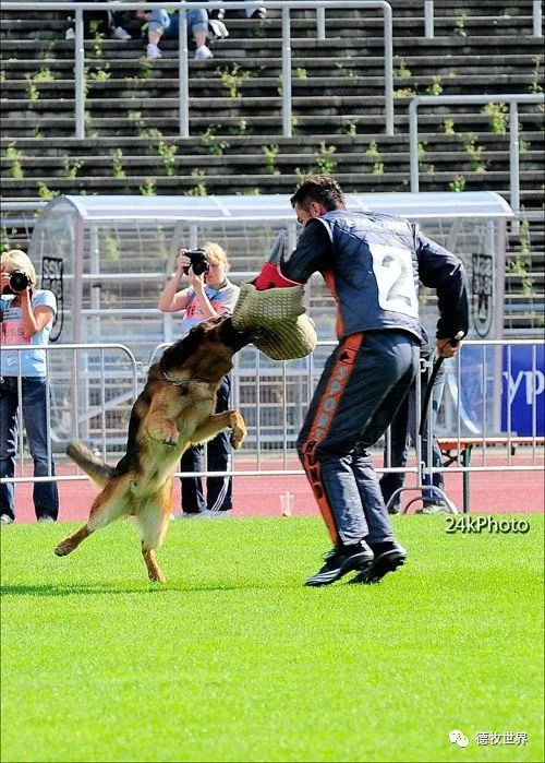 德牧传奇 狼王VA1威嘎斯VA1 Vegas du Haut Mansard