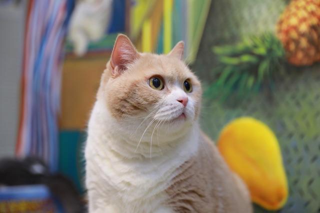 猫界巨星忌廉哥复出, 13岁老猫有个童颜脸, 主人曝出4条养生秘诀