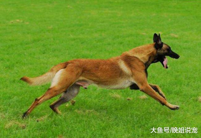 3种最优秀的警犬对比, 第一种使用最广泛, 最后一种是国人的骄傲