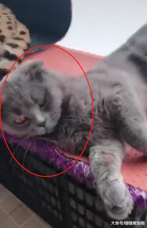 蓝猫睡姿太“奇葩”被主人打，醒来后一脸幽怨，小眼神笑喷了！