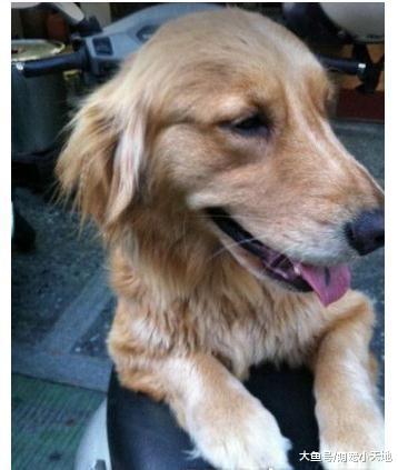 妈妈失手剃太多! 黄金猎犬变哀怨拉拉, 气到拒绝出门