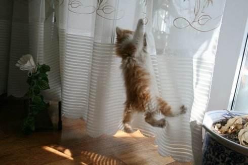 教你入門做一個貓奴，這5個小提示，助你成為稱職主人