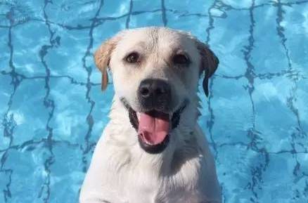 在给狗子取名这件事上，每个主人都是天才...