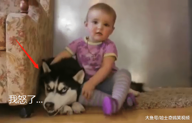 二哈犯错不改，主人派出“熊孩子”，表情却把主人逗笑了