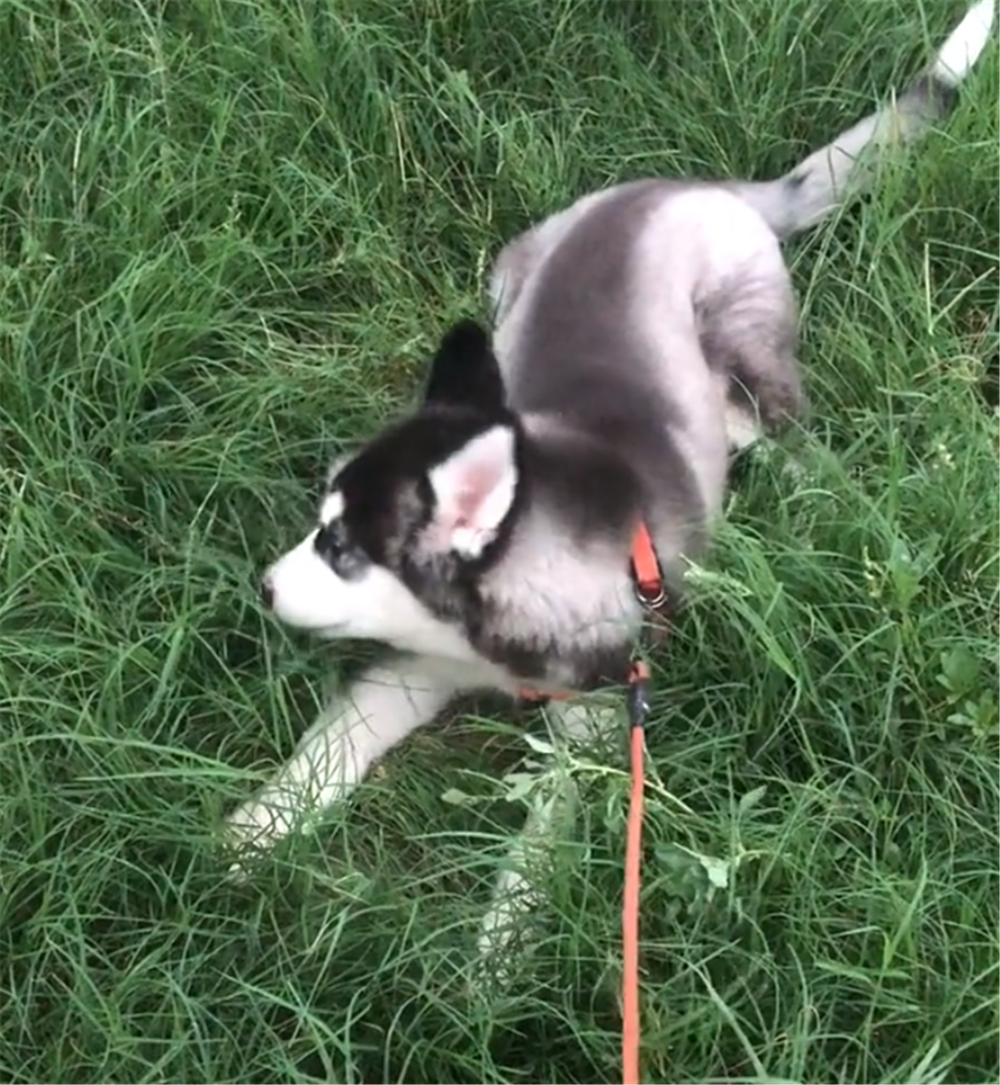 哈士奇和田园犬到厨房偷鱼, 鱼在地上来回蹦, 狗子的表现亮了……