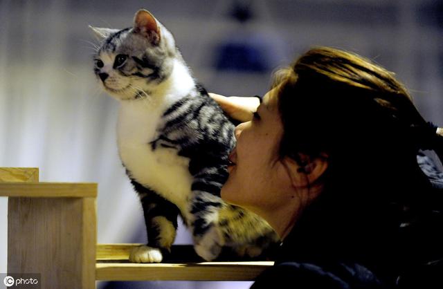 在家洗猫必备6大工具，全部加起来还没宠物店洗一次澡贵！