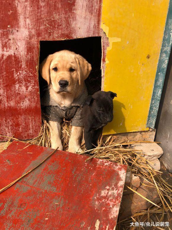 拉布拉多從小就開始帶“孩子”，它給看的還行！