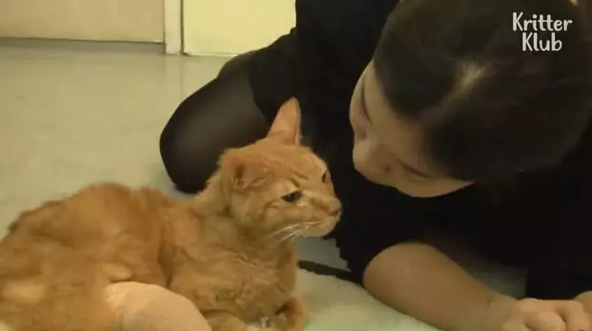 因为爱，这只橘猫爆瘦成一道闪电