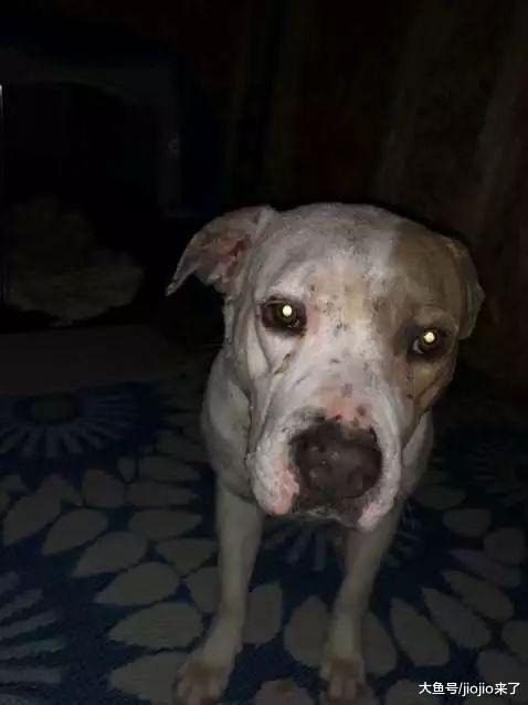 主人只因搬家就遗弃了狗狗, 仅仅给它留了条毯子, 从此……