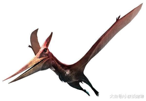 風神翼龍到底有多大，古神翼龍和風神翼龍誰才是真正的天空霸主