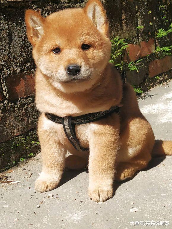 阿姨去买小狗，一眼就相中了它，这只土狗长得太可爱了