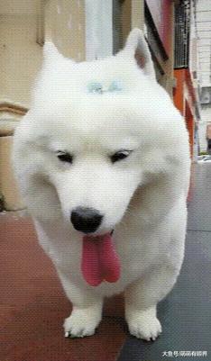 完犊子！萨摩和柯基的爱情结晶“萨摩基”横空出世，一看就不是正经狗