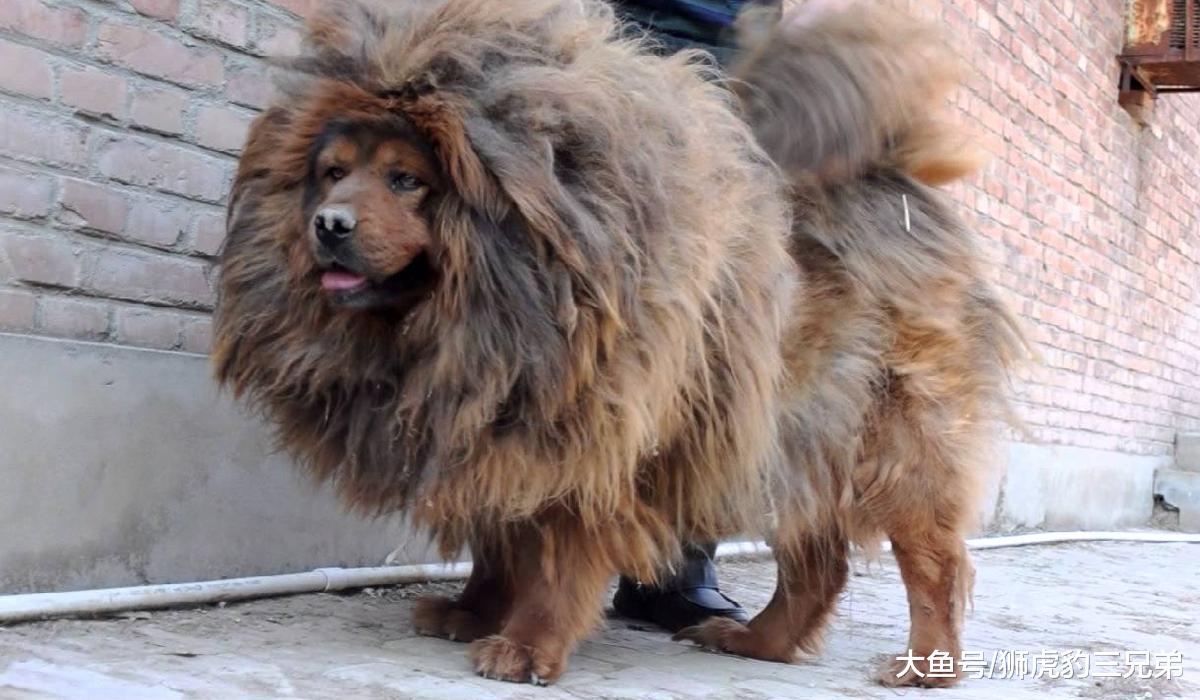 野生老虎能秒了藏獒吗？事实上纯种藏獒也是能顶几个回合的