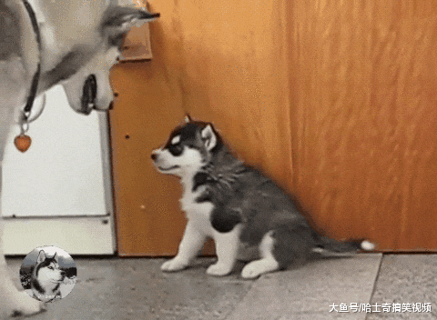 二哈无聊就欺负孩子，结果导致小狗“吐奶”，还是亲妈吗？