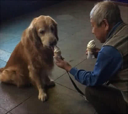 金毛和老人相依为命，在街边吃甜筒的画面，让不少人感慨！