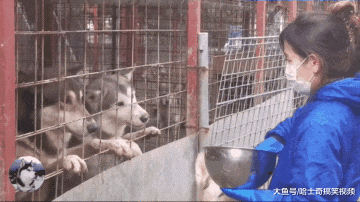 狼犬跟二哈抢肉吃，结果狼犬的吃相被吐槽，二哈太斯文了吧