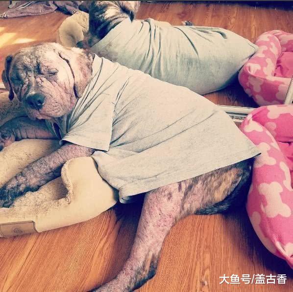 狗狗身患严重的皮肤病，就算花高昂医药费也难治，却被好心人收养