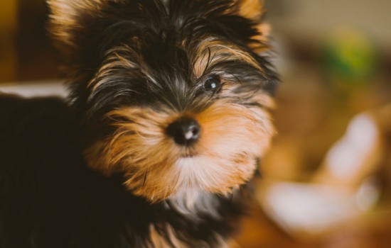 你知道狗毛皮屑指的是什么吗？快来了解一下吧！