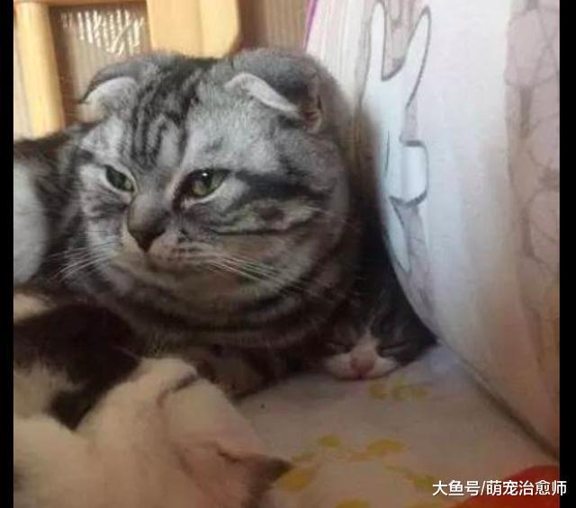 貓媽媽在喂小貓咪喝奶，而貓爸爸也去湊熱鬧，都快把兒子壓扁了！