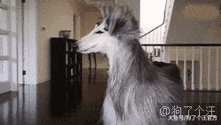 混夜市的狗果然不简单