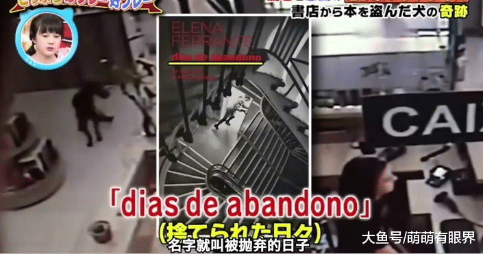 一条流浪狗靠盗窃改变狗命，被上百人争着领养，网友：知识改变命运