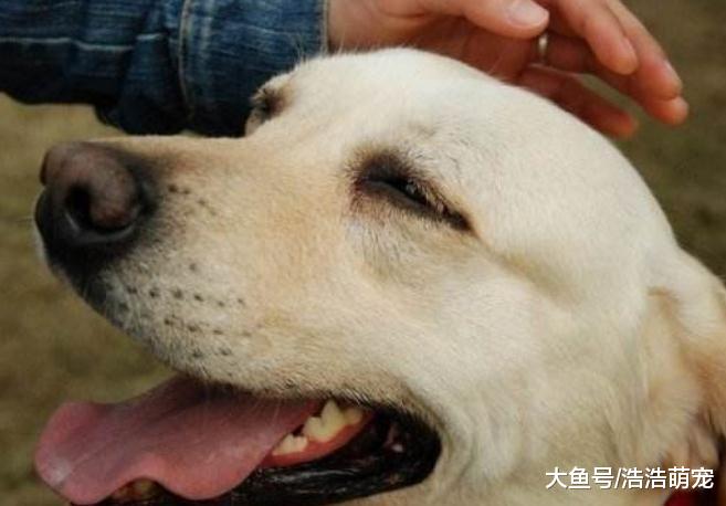 狗狗舔人是想表达什么？意思有5个，绝大多数宠主都不明白