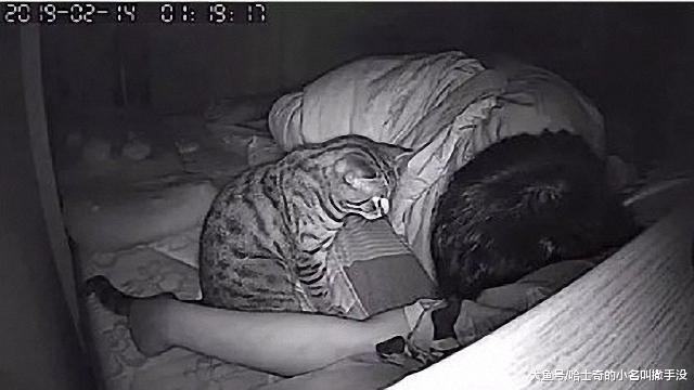 如果没有监控，你真的无法相信猫咪趁你睡觉得时候都对你做过什么