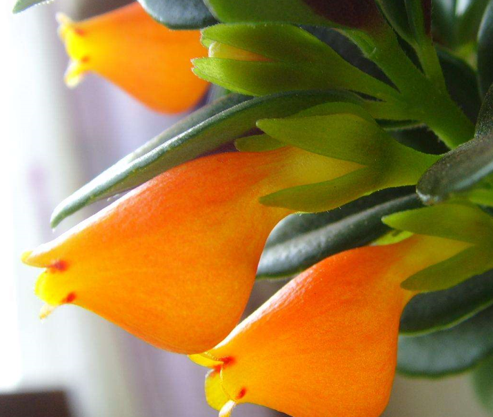 金魚吊蘭的日常養護方式，繁殖方法~