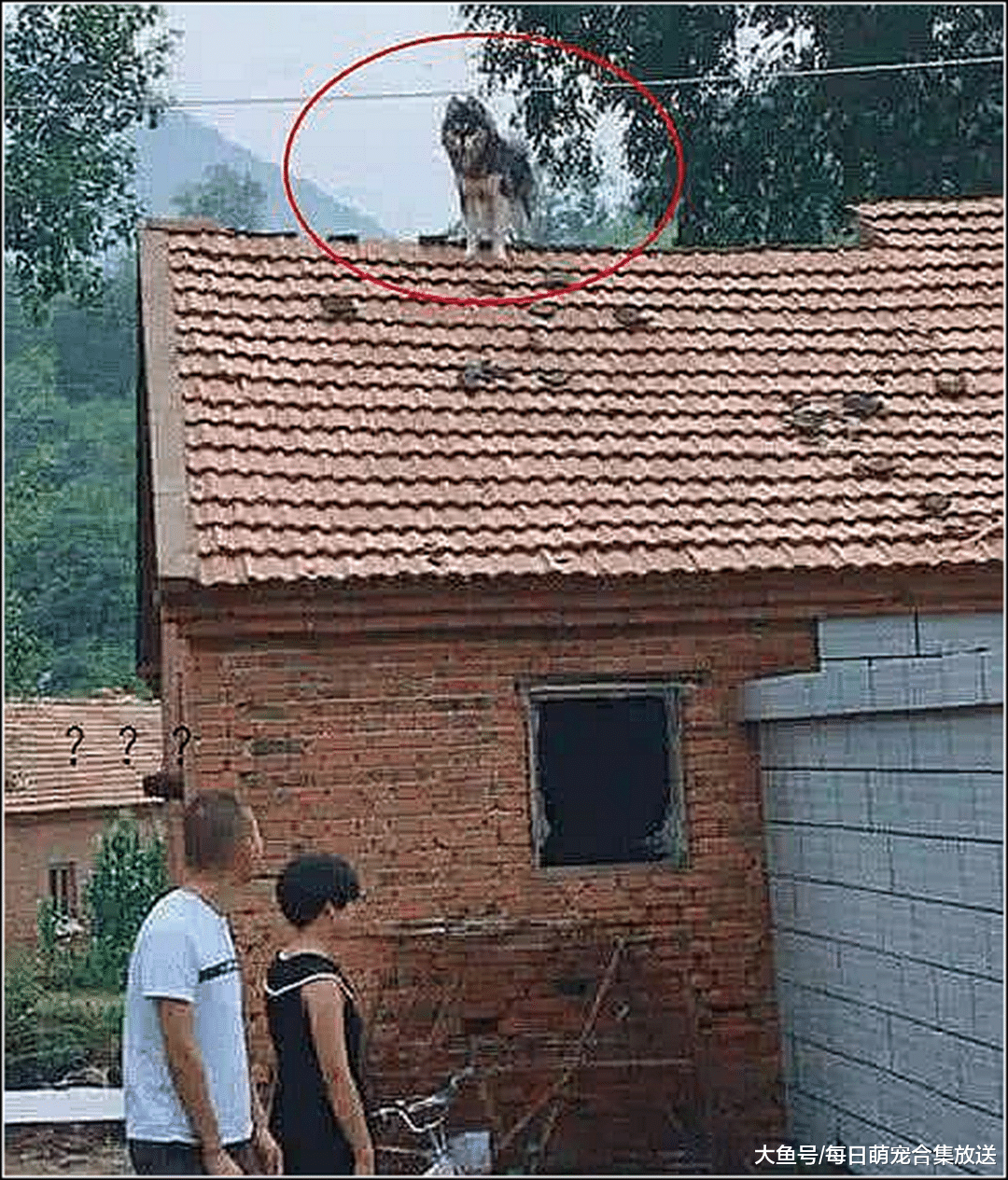 邻居对着屋顶大骂，男子觉得有点奇怪，跑出门一看顿时不淡定了