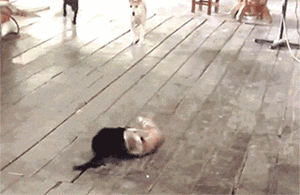 不怕养狗太操心，就怕狗子瞎操心！