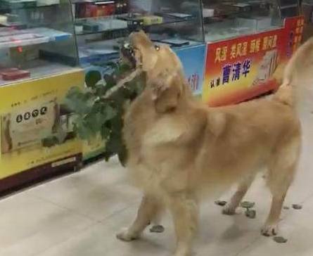 朋友哭诉自家金毛外出撒欢后，给他带了这个礼物让主人不淡定了