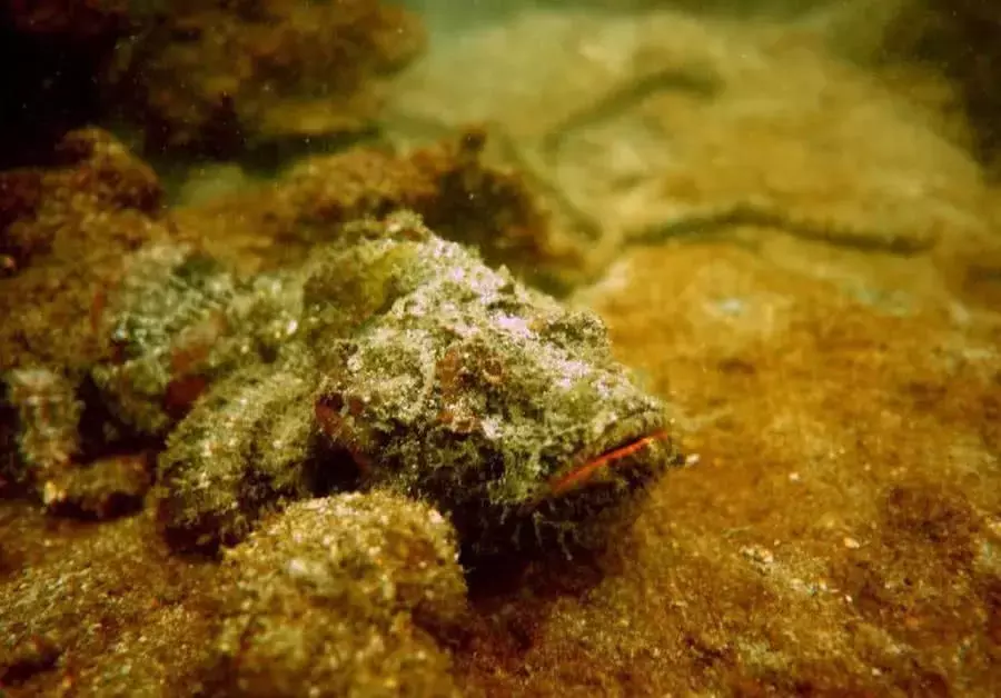 看见海面飘浮着“神秘”生物, 靠近才发现, 一个比一个毒