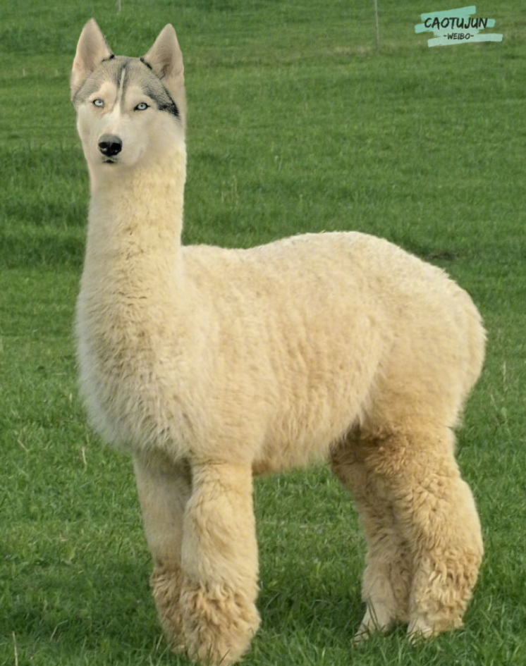 大概就是，时间长了，看什么都像