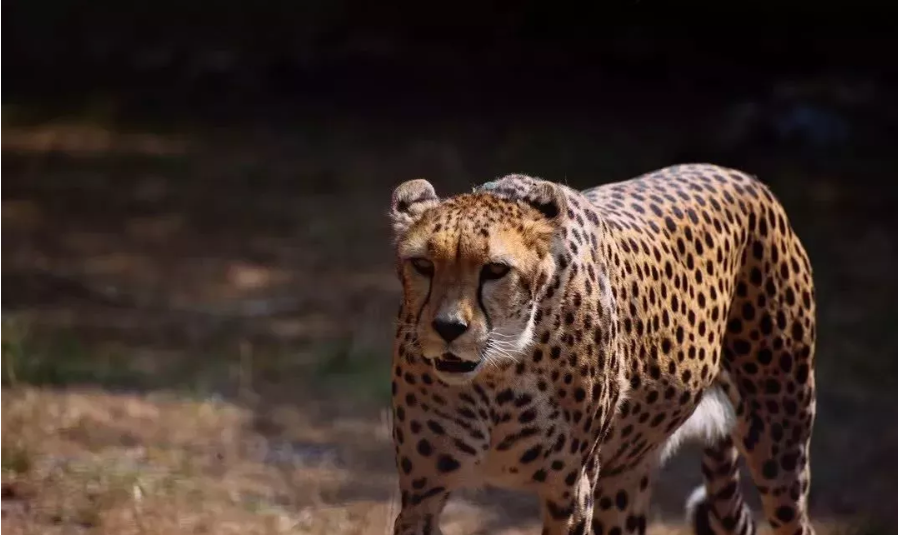 它是世界上速度最快的狗子，狼都跑不过它，唯有猎豹能与之匹敌