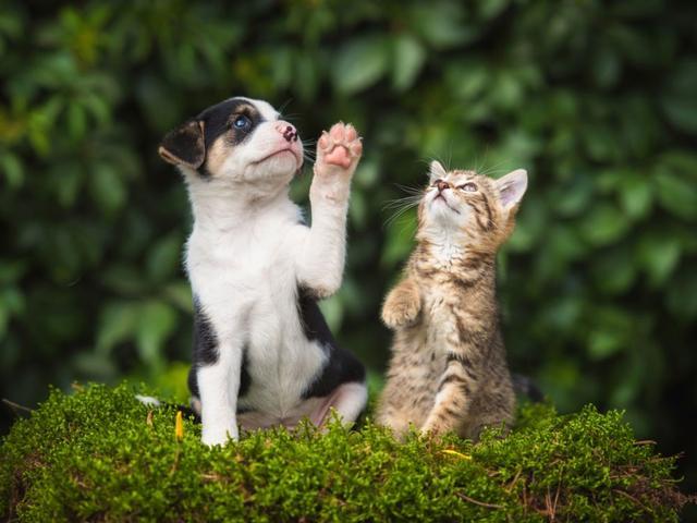 猫和狗到底谁比较聪明, 我们从它们的大脑构造来分析