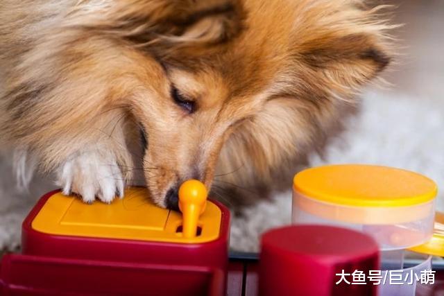 大脑袋就比小脑袋聪明？所以大狗就比小狗聪明？