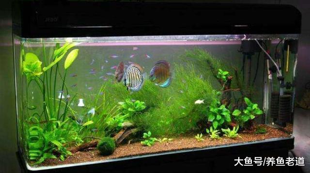 都知道硝化细菌对鱼缸水质的作用，为什么10个老手9个不会添加？