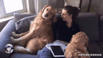 金毛“夫妻”闹矛盾，女主人出面帮忙化解，结果她也笑翻了