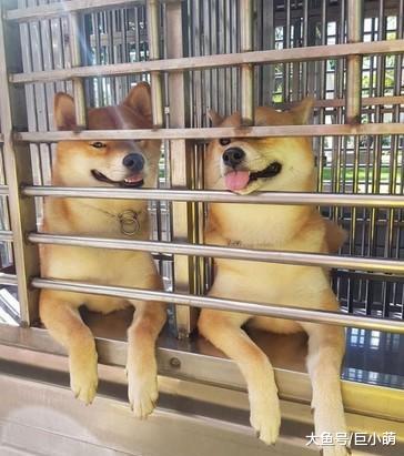 柴犬坐车看到同学，每次打招呼总要吵架，隔壁中华田园犬超淡定