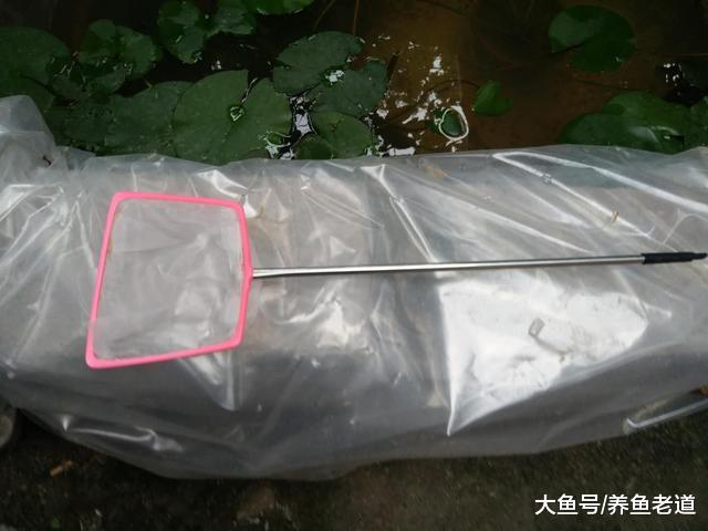 迷你鹦鹉鱼即将进入繁殖期，开始疯狂投喂模式，拒绝鱼饲料