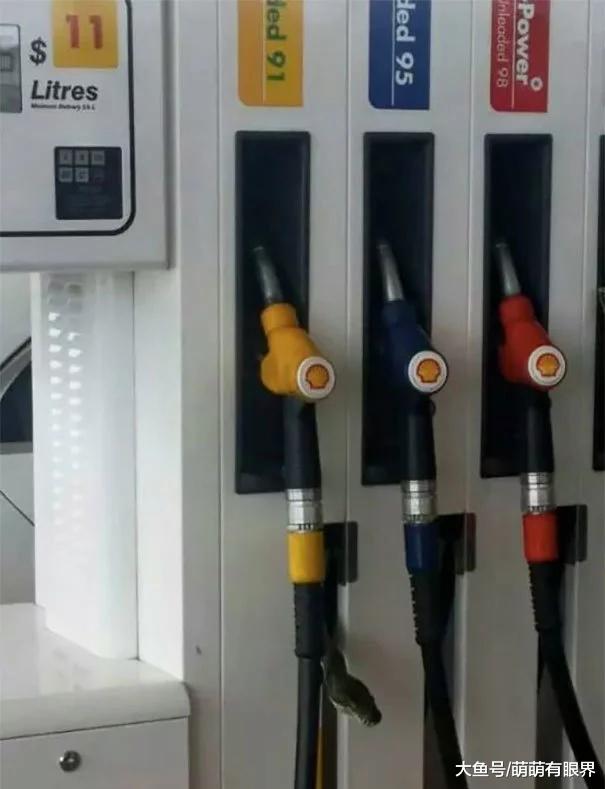 澳洲人的生活跟蛇一刻也离不开……