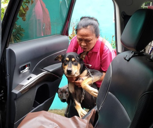 狗待家中竟遭不明人士鱼枪射头？凶器直接刺穿狗狗脑袋！