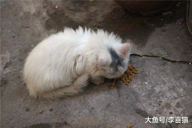 流浪动物选择铲屎官并不简单，做好三点才能让其主动靠近