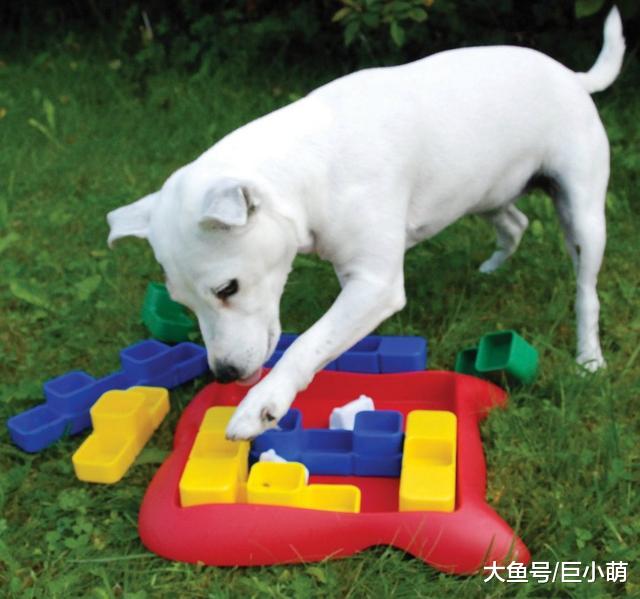 狗狗除了普通玩具，还有哪些可以边玩边锻炼智商的玩具？