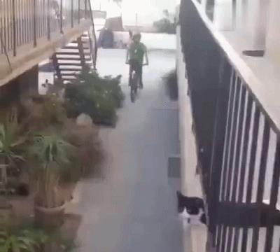 动图GIF：不是说建国后就允许成精吗（1）村里的大鹅从夜店回来后