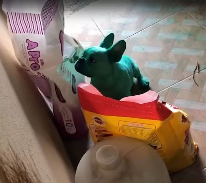 女主人早上醒来，发现狗狗变身绿巨人：昨晚到底发生了什么？