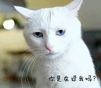 猫咪猫闹该怎么办？现在还有人相信棉签大法？