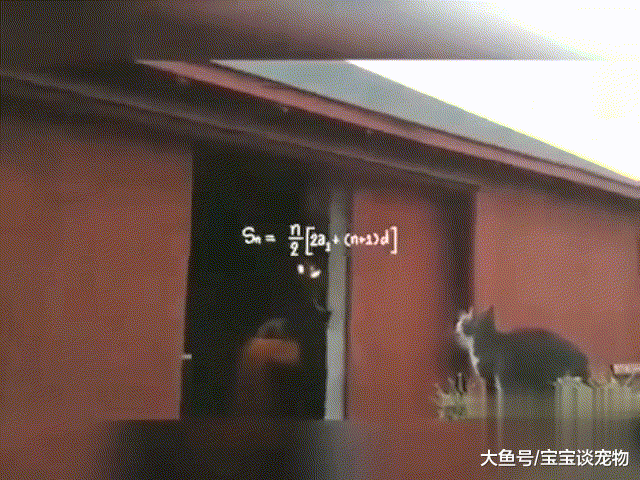 猫跳跃之前都是经过计算的=3。14159，网友：但这只可能是文科猫