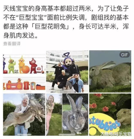 世界上最大的兔子，几乎和狗一样大，狗：这谁能顶得住啊？
